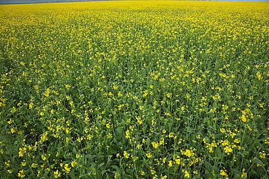 微软收购动视暴雪受阻 英国当局认定会影响竞争